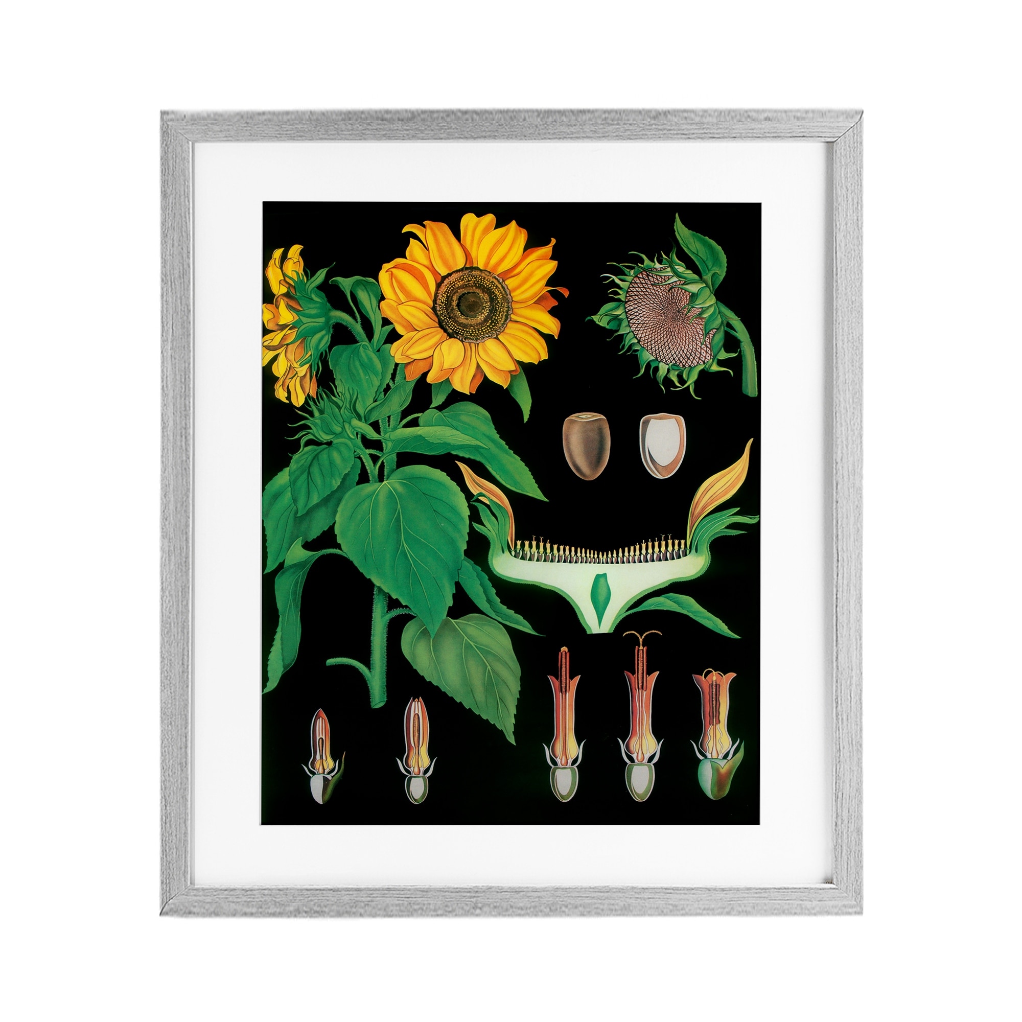 Stupell Sunflower Bulb Illustrations Under Glass Framed Design By Vintage Hustle