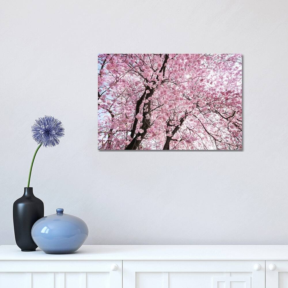 iCanvas "Cherry Blossom" by Stefan Hefele Canvas Print