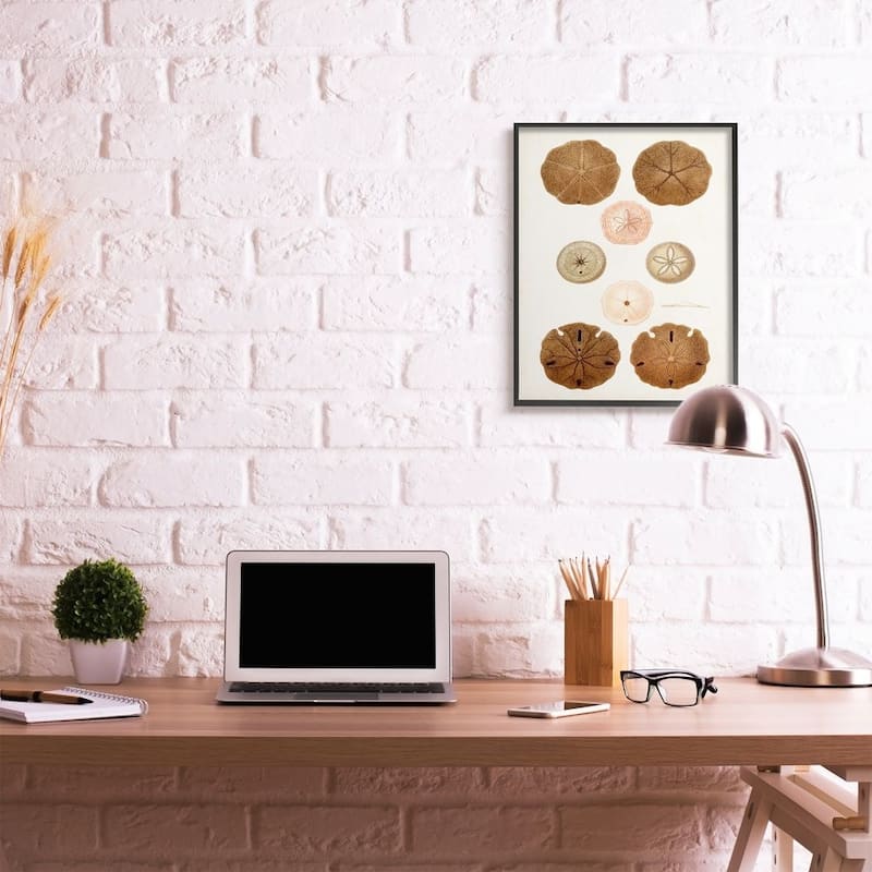 Stupell Beach Sand Dollar Illustration Vintage Marine Study Framed Wall Art - Brown