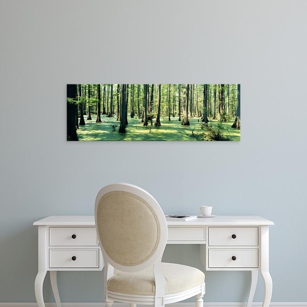 Easy Art Prints Panoramic Images's 'Cypress trees in a forest, Shawnee National Forest, Illinois, USA' Canvas Art