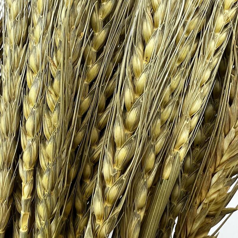 Bundle of 4 Dried wheat, 50 pcs,24" long - 24 inches