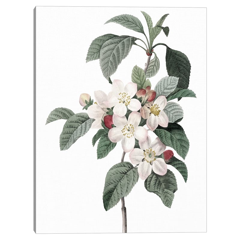 Apple Blossoms Crop Lite Canvas Art Print