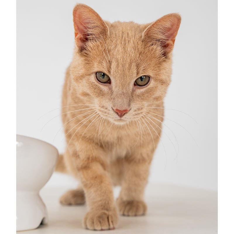 Dexypaws: Elevated Ceramic Bowl For Cats - White - 7oz Capacity