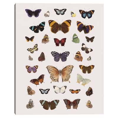 Papillons Harmony by The Drammis Collections Canvas Art Print