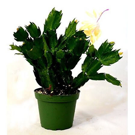 9GreenBox - Rare Yellow Christmas Cactus Plant ...