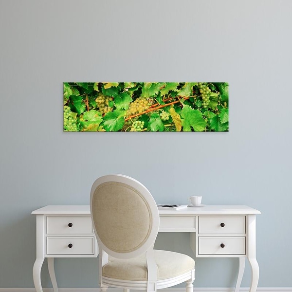 Easy Art Prints Panoramic Images's 'Ripe green grapes on the vine, Quebec, Canada' Premium Canvas Art