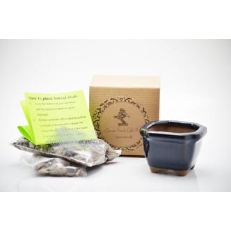 Shop 9greenbox Bonsai Seed Kit Chinese Dogwood Overstock 17825022