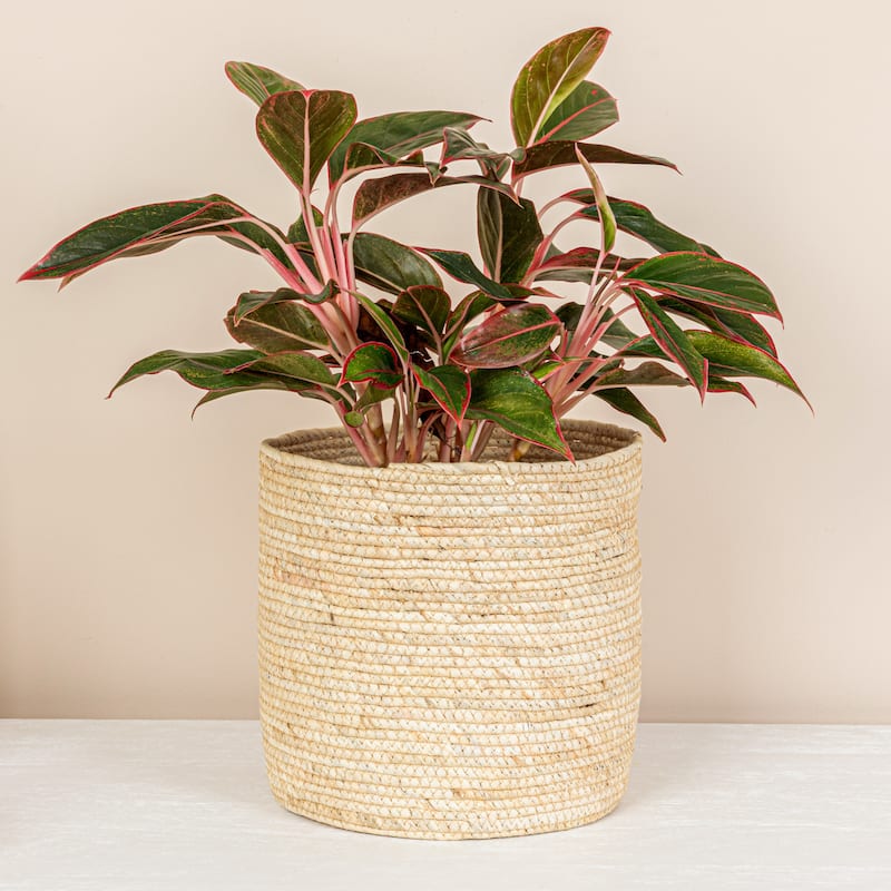 Household Essentials Handwoven Corn Leaf Basket - 9.8"L x 9.8"W x 9.8"H - 9.8"L x 9.8"W x 9.8"H - Natural