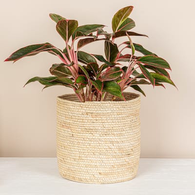 Household Essentials Handwoven Corn Leaf Basket - 9.8"L x 9.8"W x 9.8"H