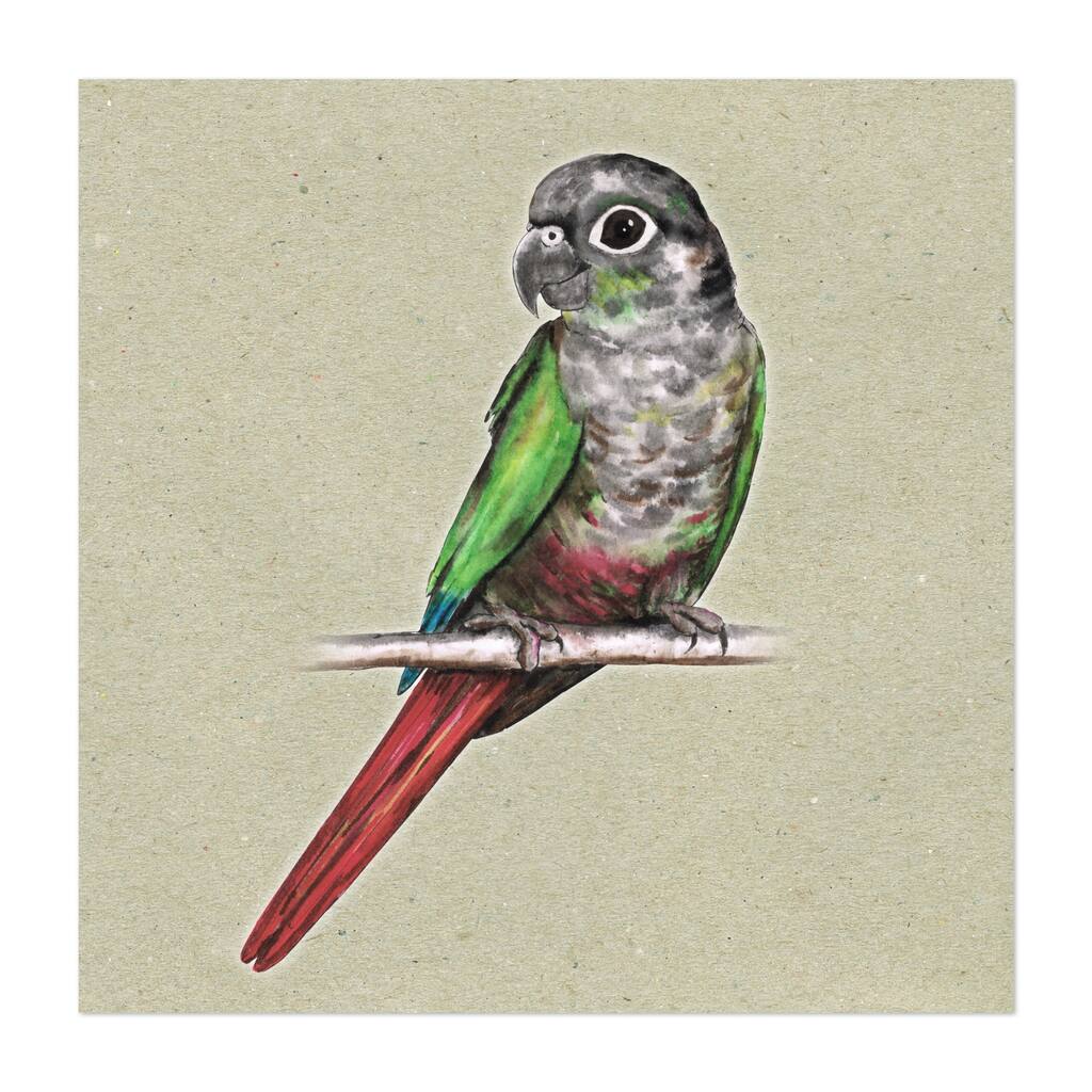 Green cheeked conure Illustrations Animals Bird Cute Art Print/Poster