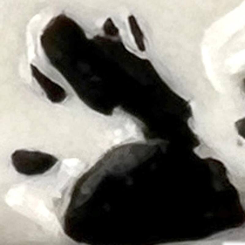 HomeRoots Set of Six White Ceramic Drawer Pull Knobs - 1.50 in. x 1.00 in. x 1.50 in.