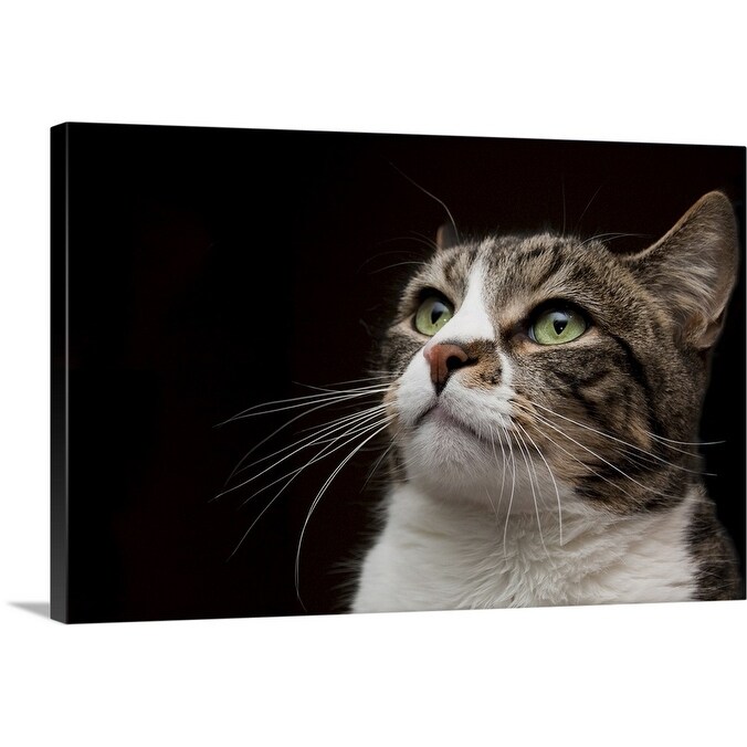 Shop Green Eyed Cat Against Black Background Canvas Wall Art