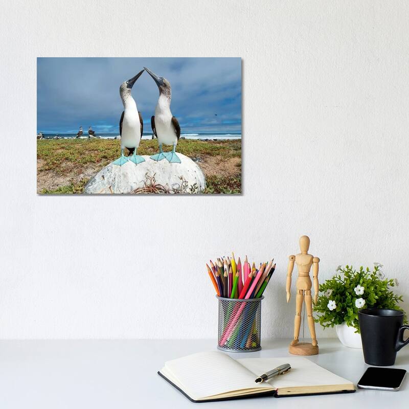 iCanvas "Blue-Footed Booby Pair Courting, Santa Cruz Island, Galapagos Islands, Ecuador" by Tui De Roy Canvas Print - 8x12x0.75