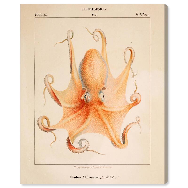 Verany The Octopus 1815 II Canvas by Art Remedy, Gallery Wrapped - 24" x 30"