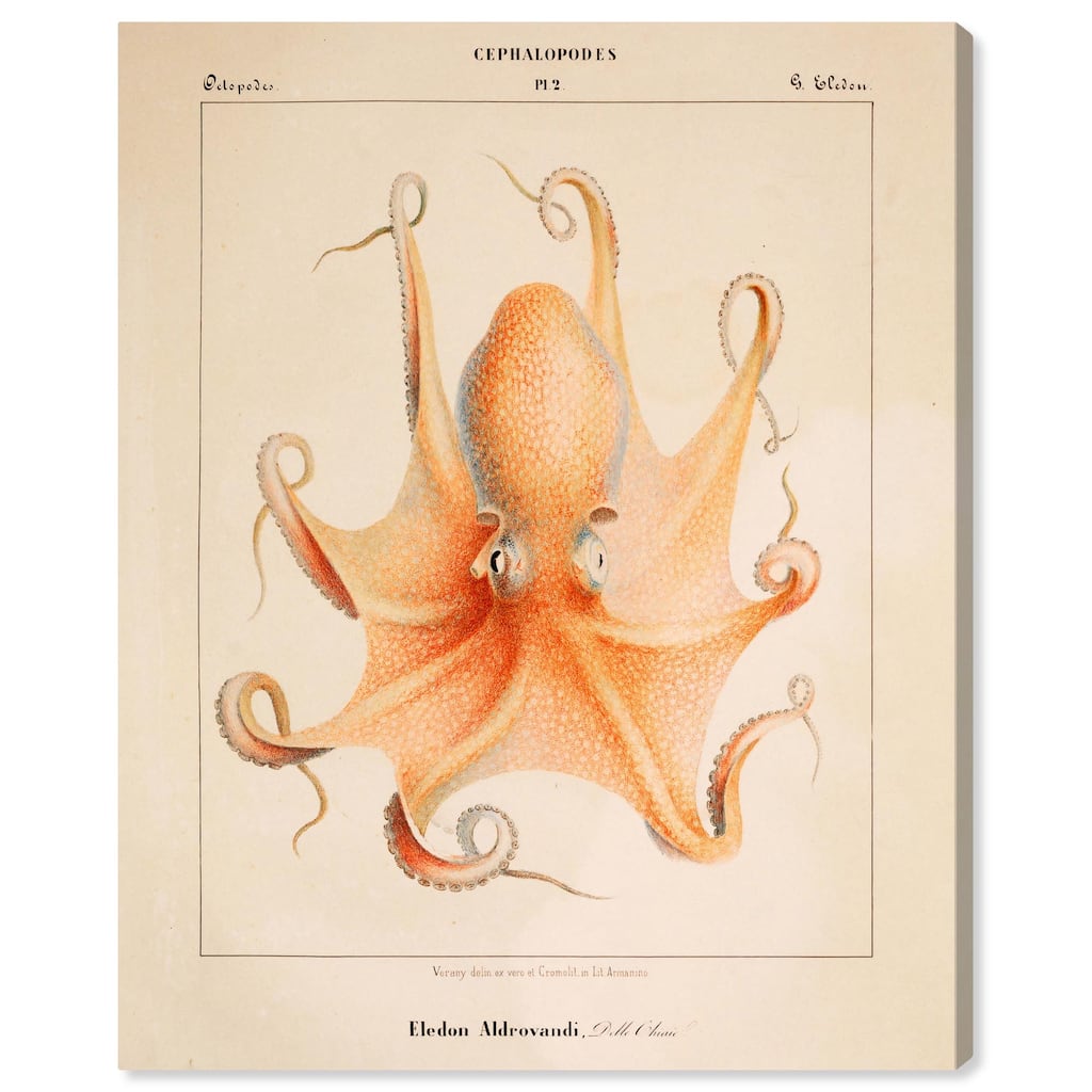 Verany The Octopus 1815 II Canvas by Art Remedy, Gallery Wrapped
