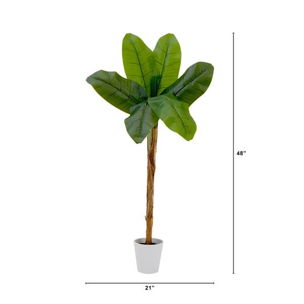monstera standleyana variegata Monstera Standleyana Aurea Variegated (Small Size) – oramicin main image 0