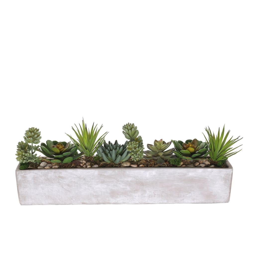 Succulents in rectangular cerement planter - Green