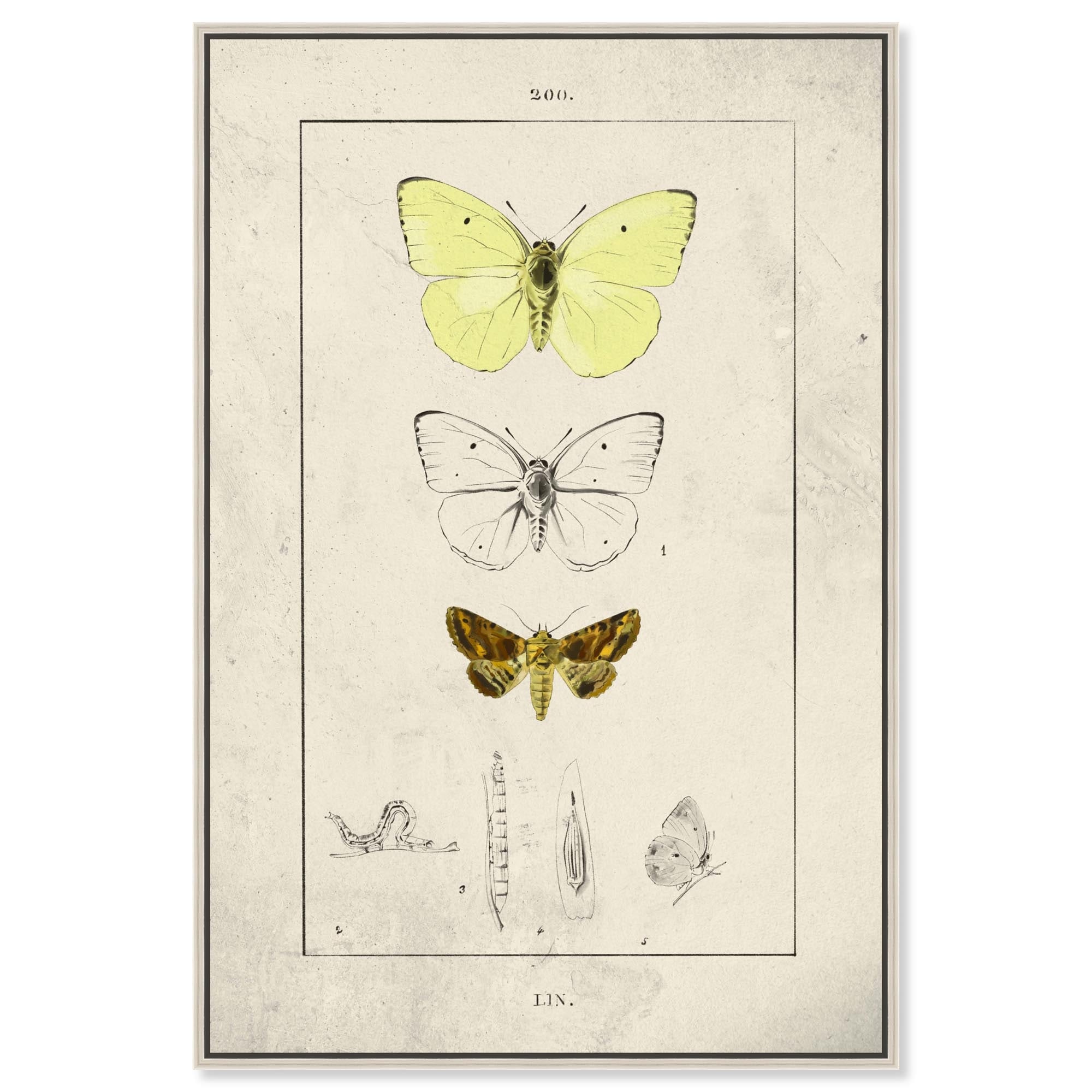 Botanical Butterfly Canvas Butterfly Art Prints by Art Remedy