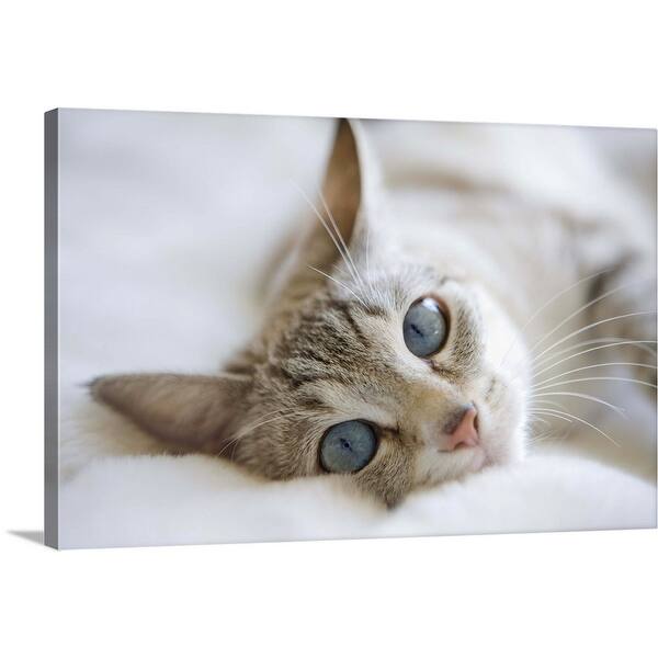 Shop Pretty White Cat With Blue Eyes Laying On Couch Canvas