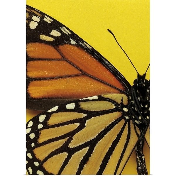 Close Up Of The Wings Of A Butterfly Multi Color