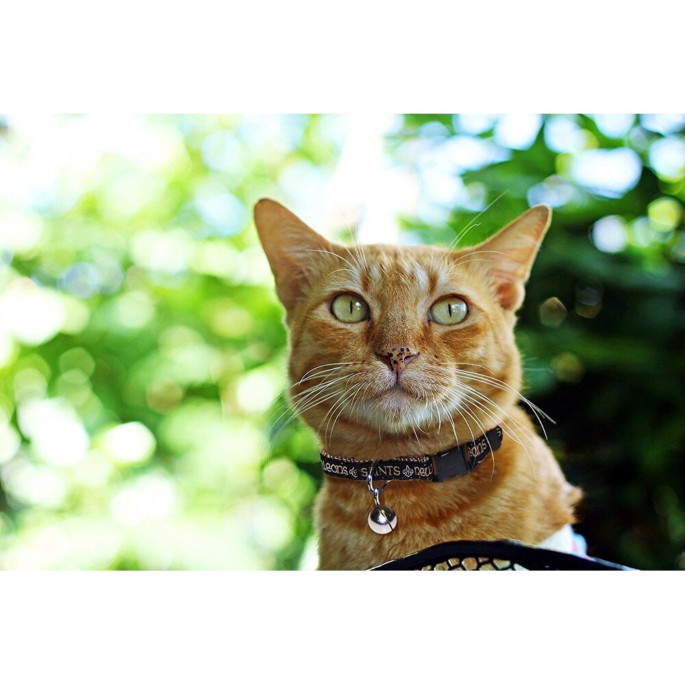 astros cat collar