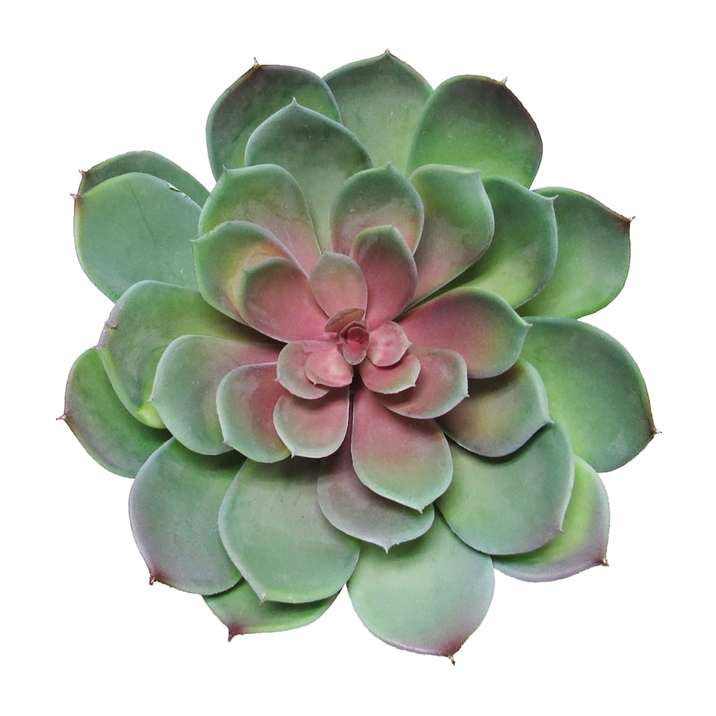 Large Green Red Artificial Lotus Succulent Stem Plant Greenery Pick Spray Branch 8.5in - 6.5" H x 8.5" D