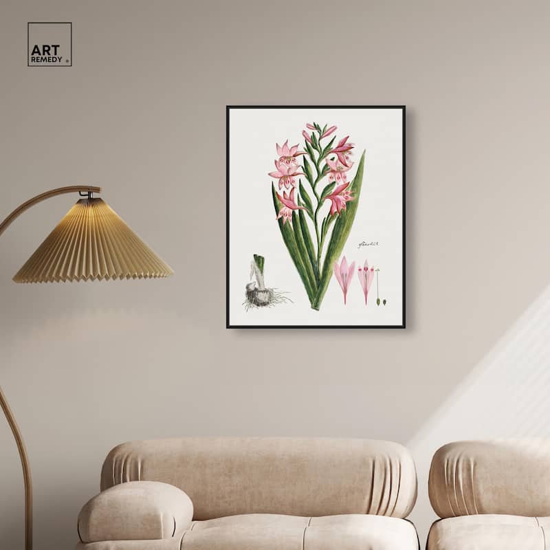 Gladiolus Carneus Canvas by Art Remedy