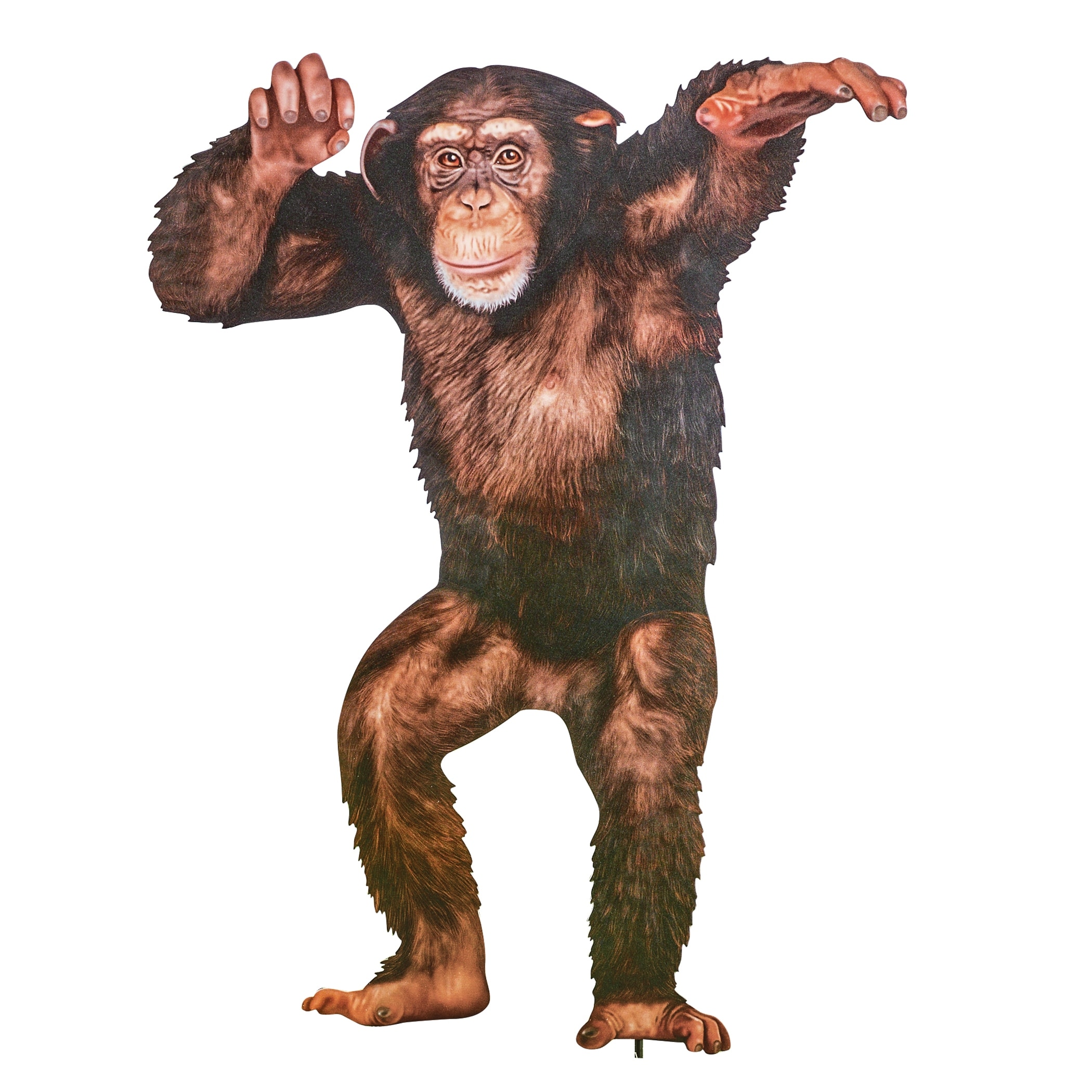 Realistic Standing Chimp Outdoor Decorative Garden Stake - 20.000