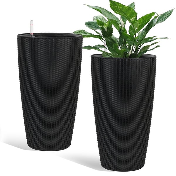 anthurium ascomycota Anthurium Warocqueanum Dark Form main image 0