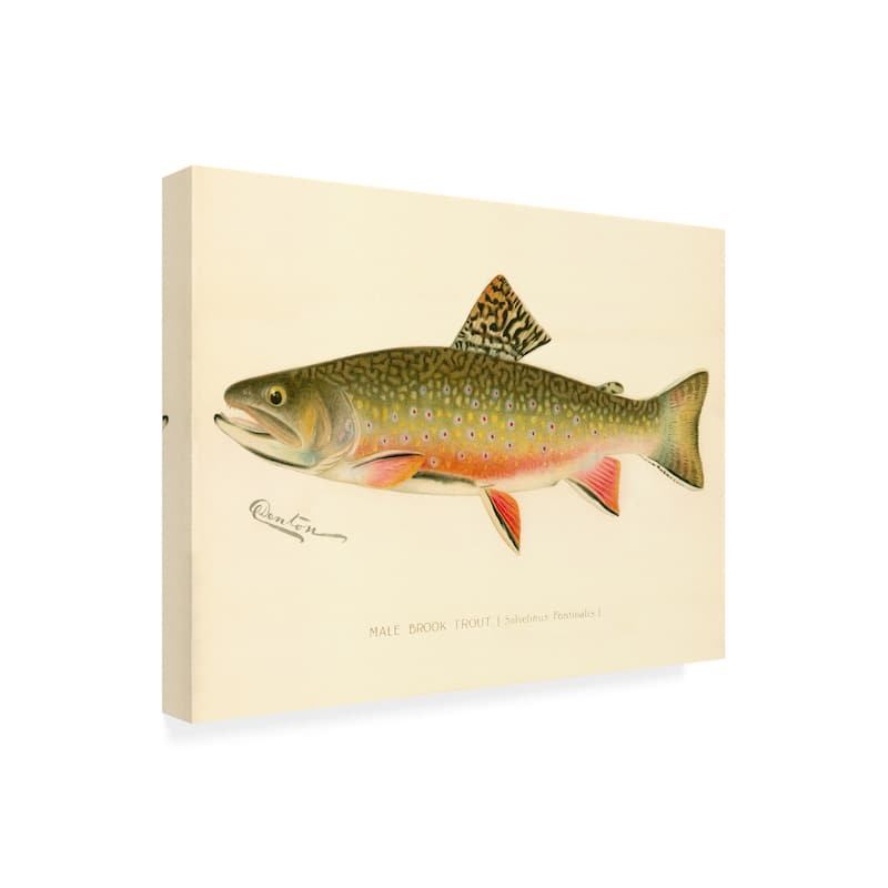 Print Collection 'male Brook Trout' Canvas Art - Bed Bath & Beyond 