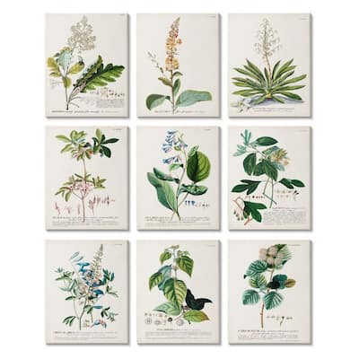 Stupell Vintage Botanical Greenery Illustrations with Scientific Script 9 Piece Canvas Wall Art Set Design By Unknown Artist