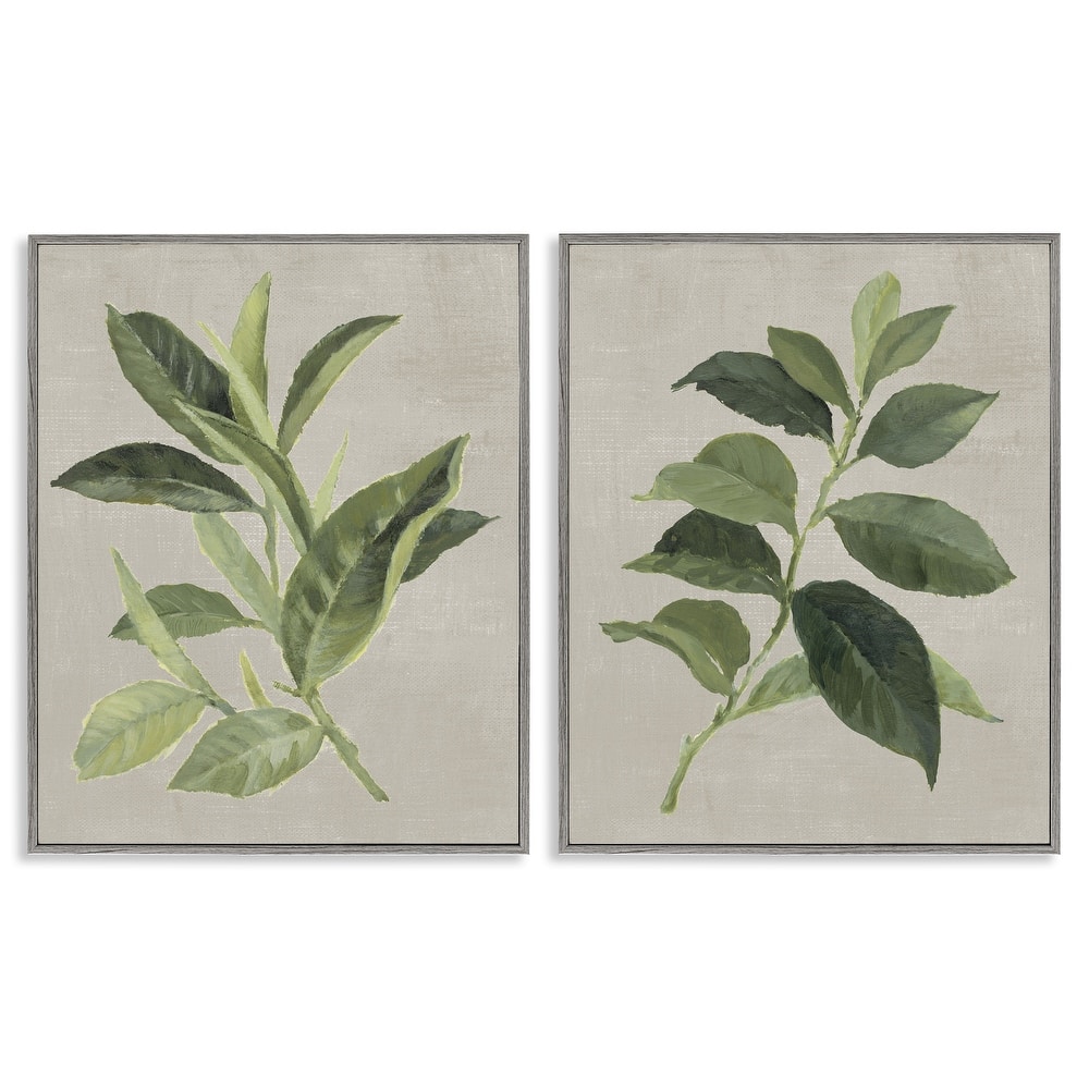 Stupell Green Tea & Coffee Plant Leaves Framed Giclee Art Design By Lanie Loreth (Set of 2)