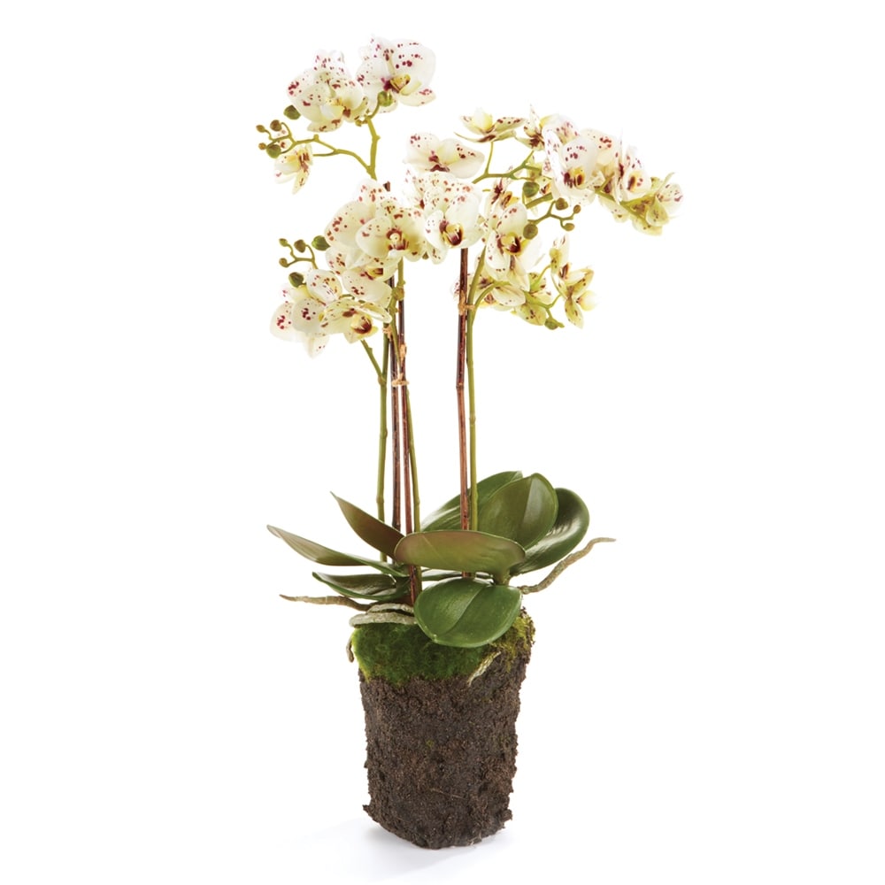 Phalaenopsis Orchid Drop-In 20" - White