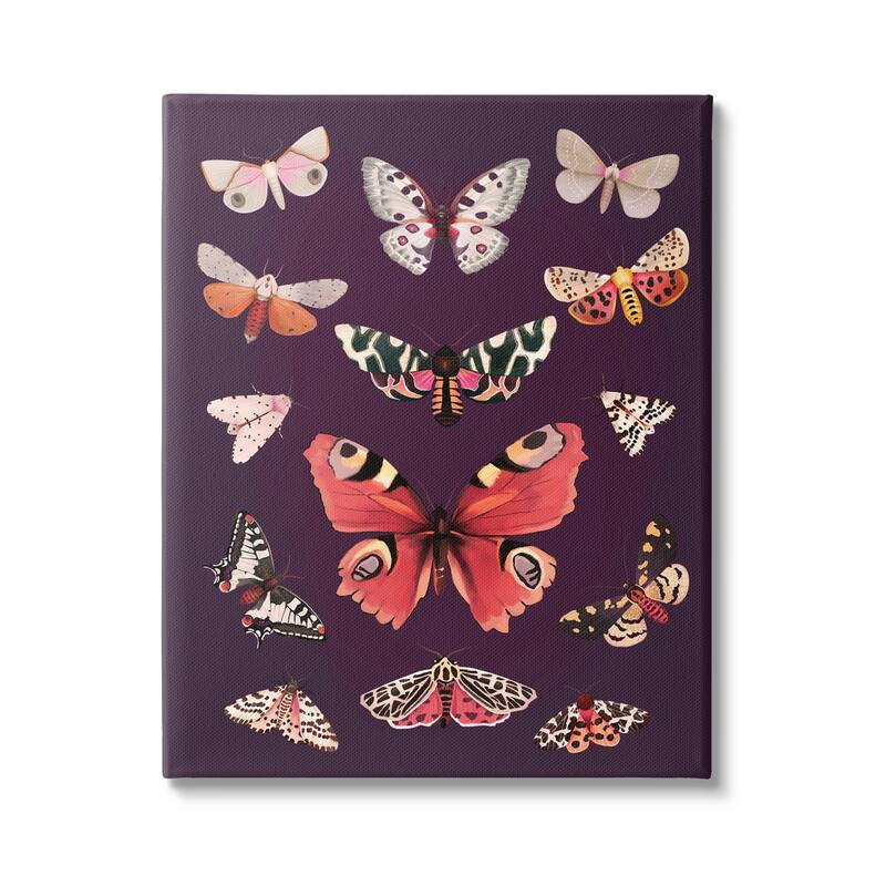 Stupell Vintage Wildlife Moths Canvas Wall Art Design by Diane Neukirch - 24 x 30