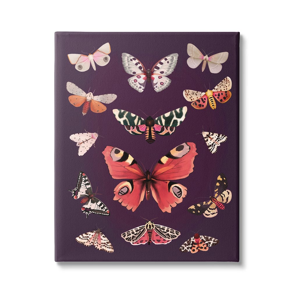 Stupell Vintage Wildlife Moths Canvas Wall Art Design by Diane Neukirch