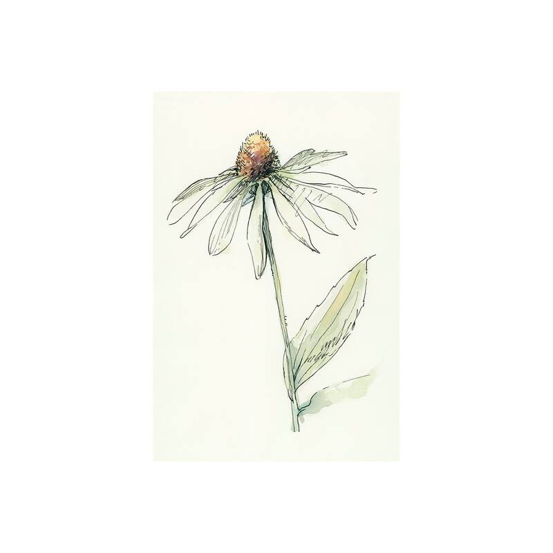 Echinacea II (20 x 30) Canvas Art Print - Small