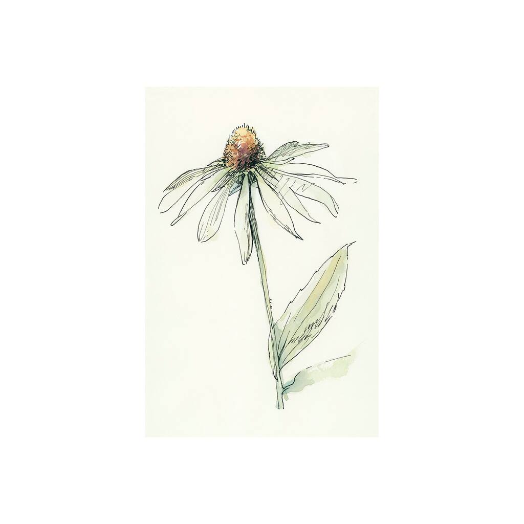 Echinacea II (20 x 30) Canvas Art Print