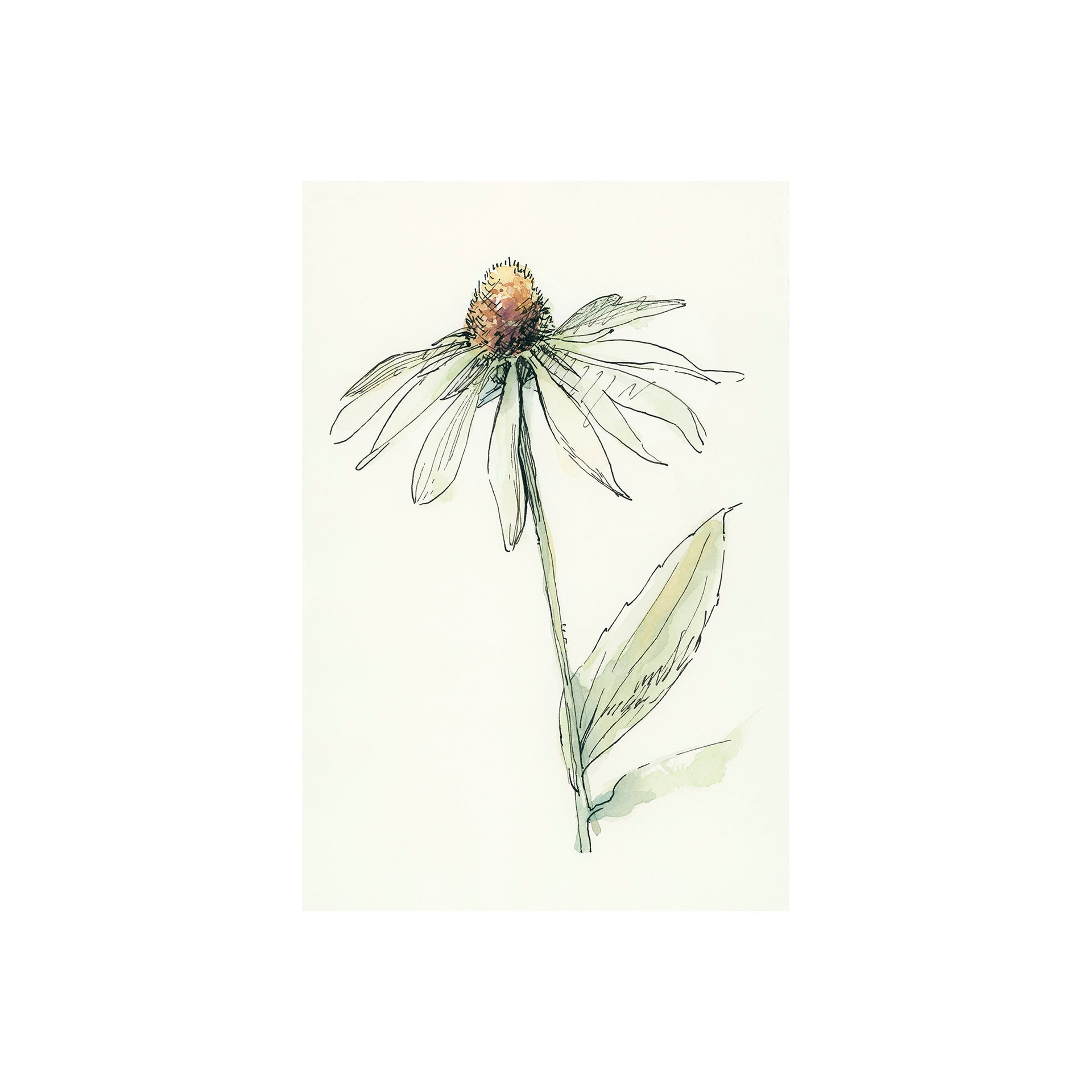 Mercana Echinacea II (20 x 30) Canvas Art Print