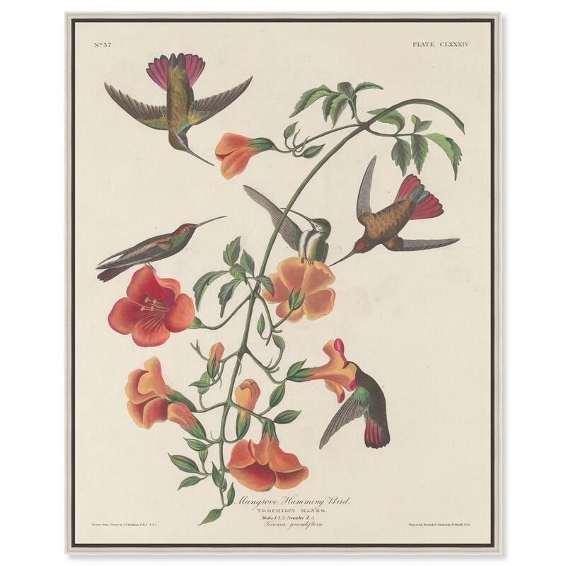 Humming Bird 1834 Canvas by Art Remedy - 16" x 20" - Silver