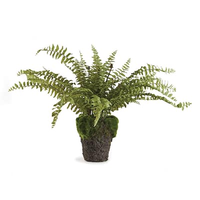 Boston Fern Drop-In 16" - Green