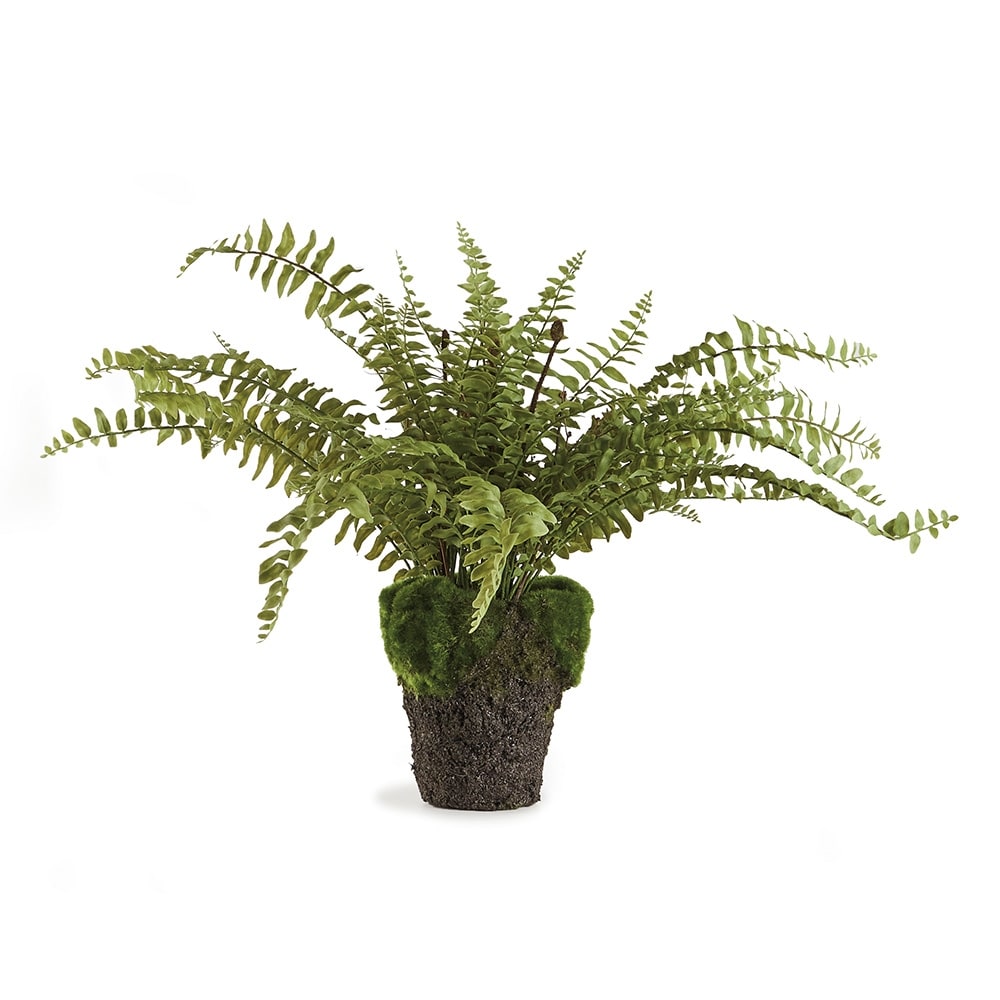 Boston Fern Drop-In 16" - Green
