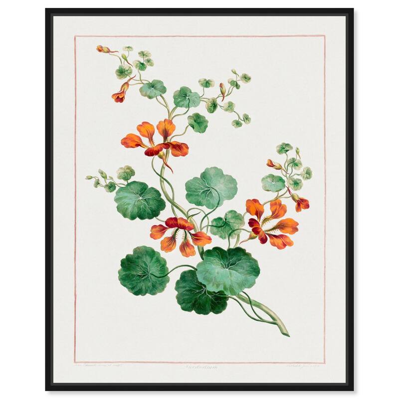 Nasturtium (1788) Canvas by Art Remedy - Black - 36" x 45"