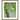 White Water Lily in Pond by Jukyong Park Wood Framed Wall Art Print