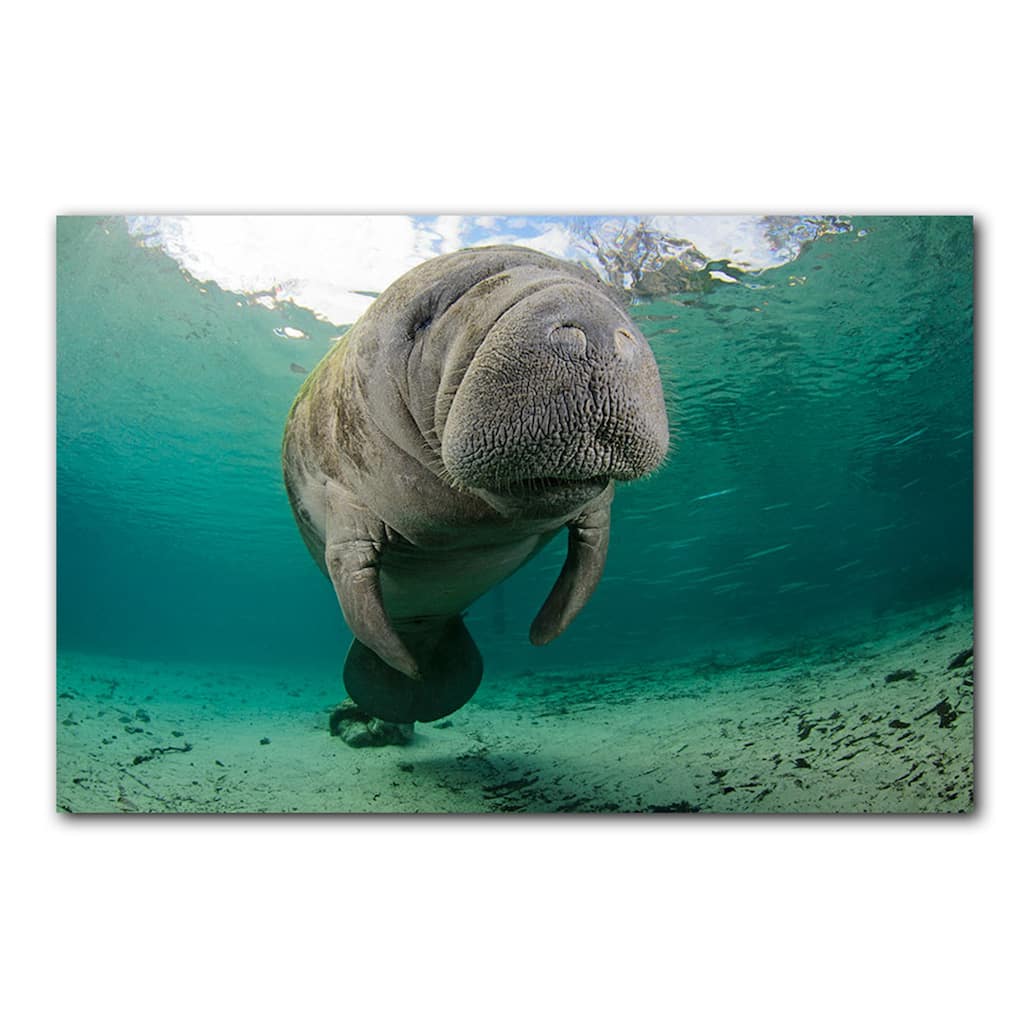 Ready2HangArt 'Manatee Hug' Wrapped Canvas Wall Art