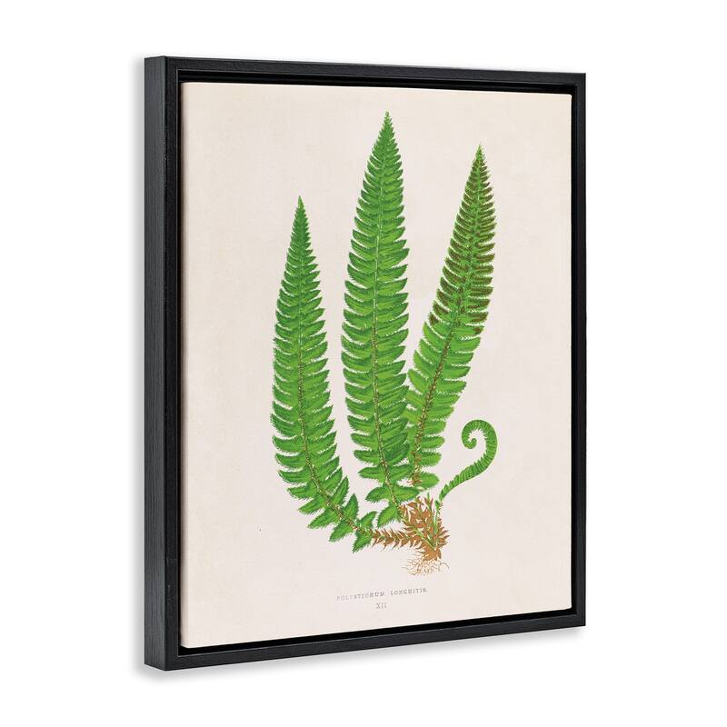 Stupell Natural Fern Branch Trio Framed Floater Canvas Wall Art Design By Phillipa Katz