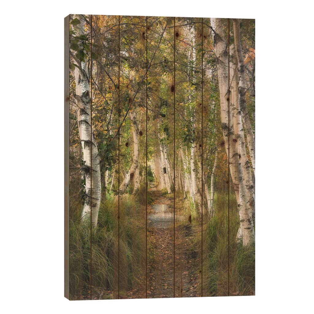 Birch Path I Print On Wood by Danny Head - Multi-Color