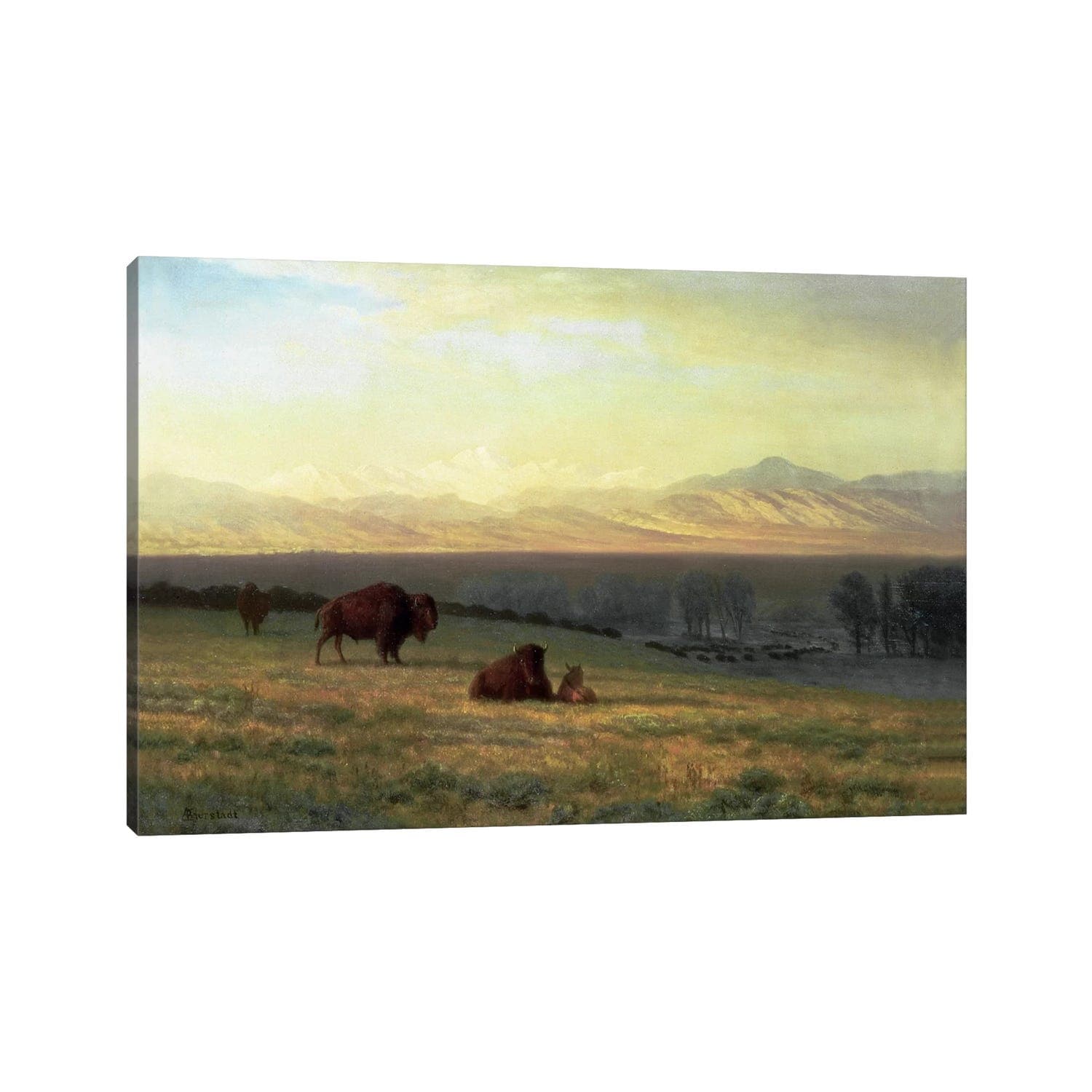 iCanvas "Buffalo on the Plains, c.1890 " by Albert Bierstadt Canvas Print