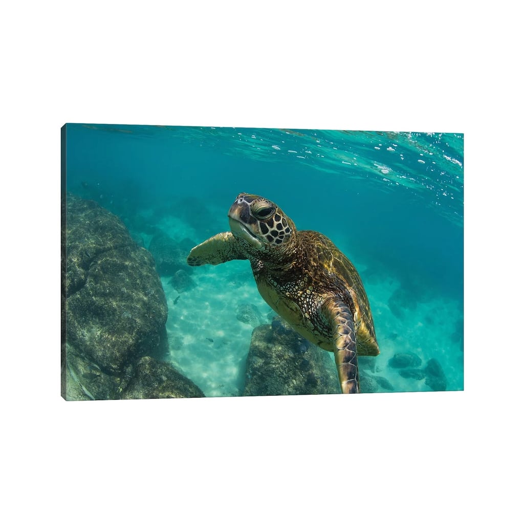 iCanvas "Green Sea Turtle Swimming In The Pacific Ocean, Hawaii, USA" by Panoramic Images Canvas Print