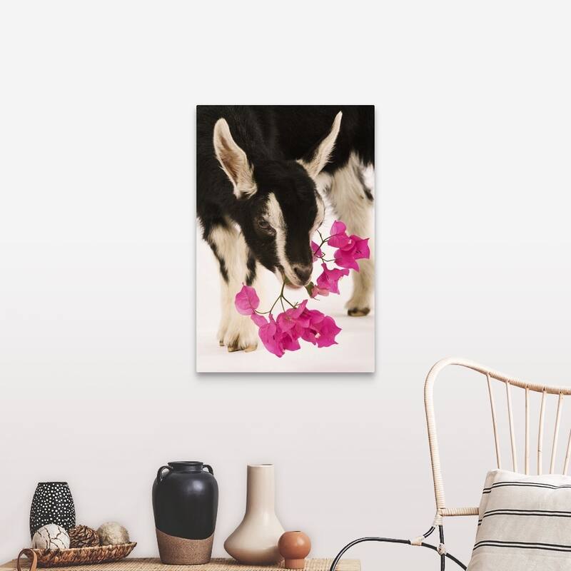 "Domesticated British Alpine goat (kid)." Canvas Wall Art - 24 x 36