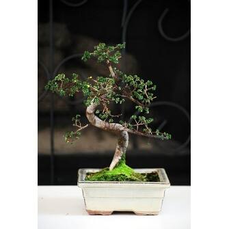 Shop 9greenbox 10 Year Old Chinese Elm Bonsai With 8 Ceramic Vase Overstock 17936184
